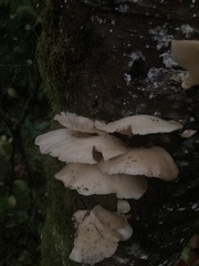 Scytinotus longinquus