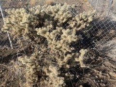 Cylindropuntia