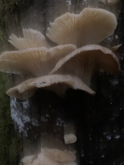 Scytinotus longinquus