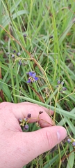 Dianella amoena