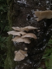 Scytinotus longinquus