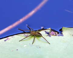 Dolomedes facetus