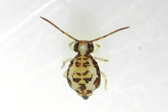 Dicyrtomidae