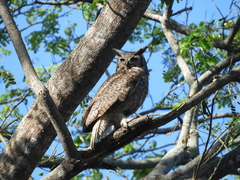 Bubo virginianus mayensis