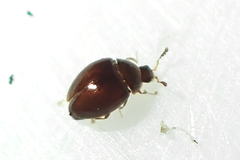 Orthoperus