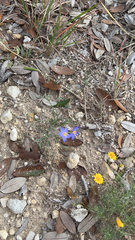 Giliastrum rigidulum