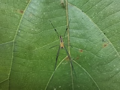 Nephila