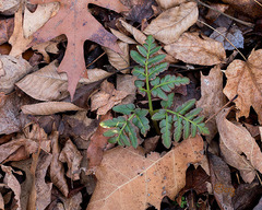 Sceptridium multifidum