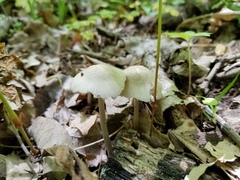 Mycena niveipes