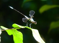 Diphlebia euphoeoides