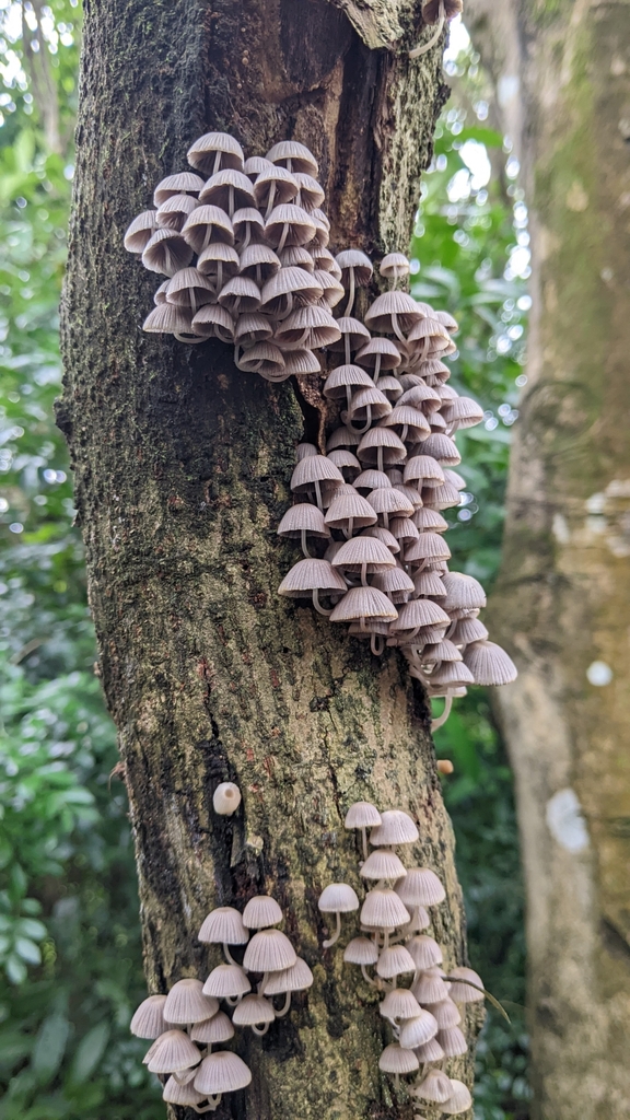 Coprinellus disseminatus · December 2022 · photo: © dona5831 (iNaturalist, cc-by-nc)