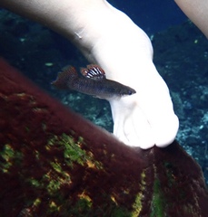 Poecilia orri