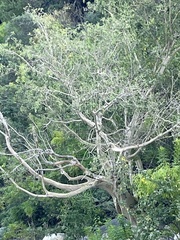 Ficus petiolaris palmeri