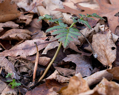 Sceptridium multifidum