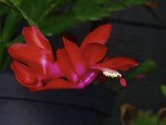 Schlumbergera