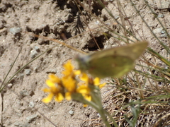 Colias phicomone