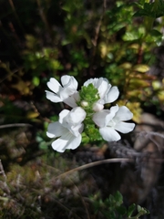 Prostanthera