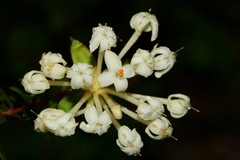 Pimelea linifolia