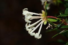 Pimelea linifolia
