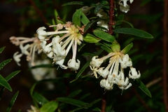 Pimelea linifolia