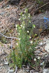 Pimelea linifolia