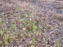 Centaurium tenuiflorum