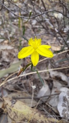 Tricoryne