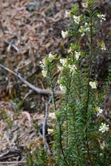Pimelea linifolia