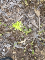 Centaurium tenuiflorum