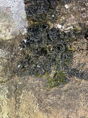 Leptochidium albociliatum