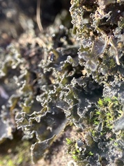 Leptochidium albociliatum