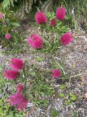 Melaleuca citrina