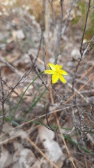 Tricoryne