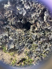 Leptochidium albociliatum