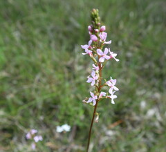 Stylidium graminifolium