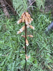 Gastrodia procera