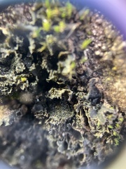 Leptochidium albociliatum