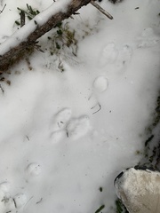 Lepus americanus