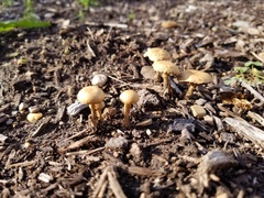 Agrocybe