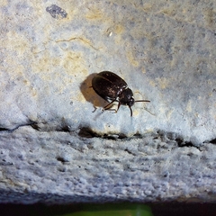 Anaedus