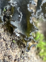 Leptochidium albociliatum