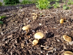 Agrocybe