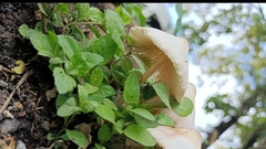 Leucocoprinus cepistipes