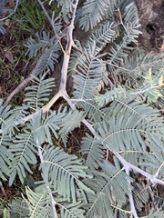 Acacia dealbata