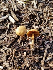 Agrocybe