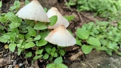 Leucocoprinus cepistipes