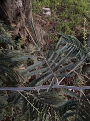 Acacia dealbata