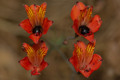 Alstroemeria ligtu