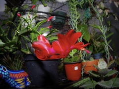 Schlumbergera