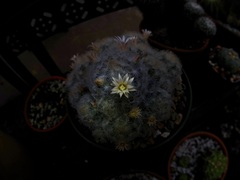 Mammillaria plumosa